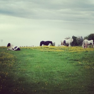Horses in the English countryside