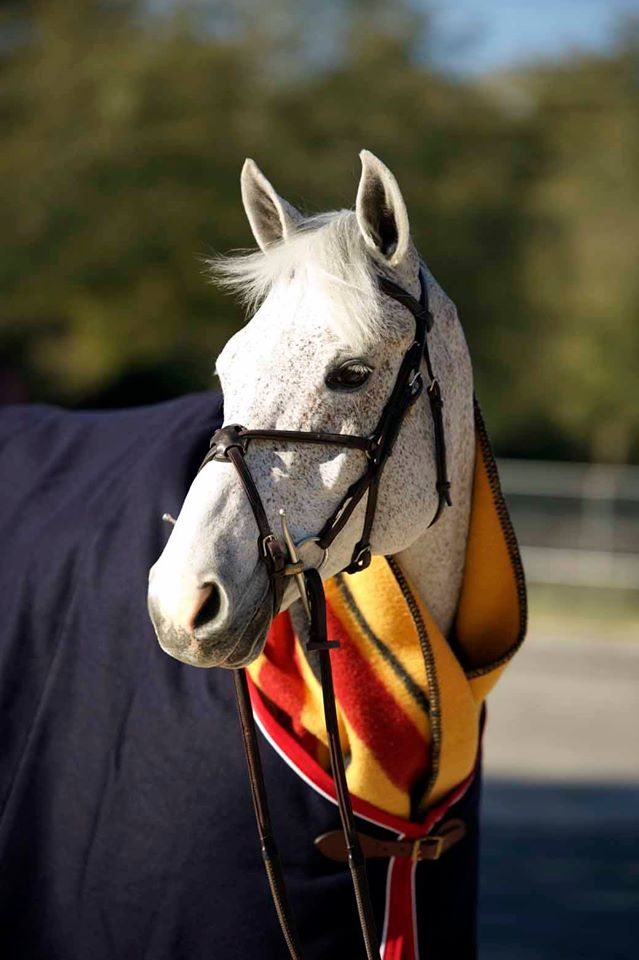 2015 Furusiyya FEI 4