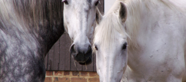 equestrian empire horse blog