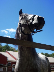 Rumbero quarantine