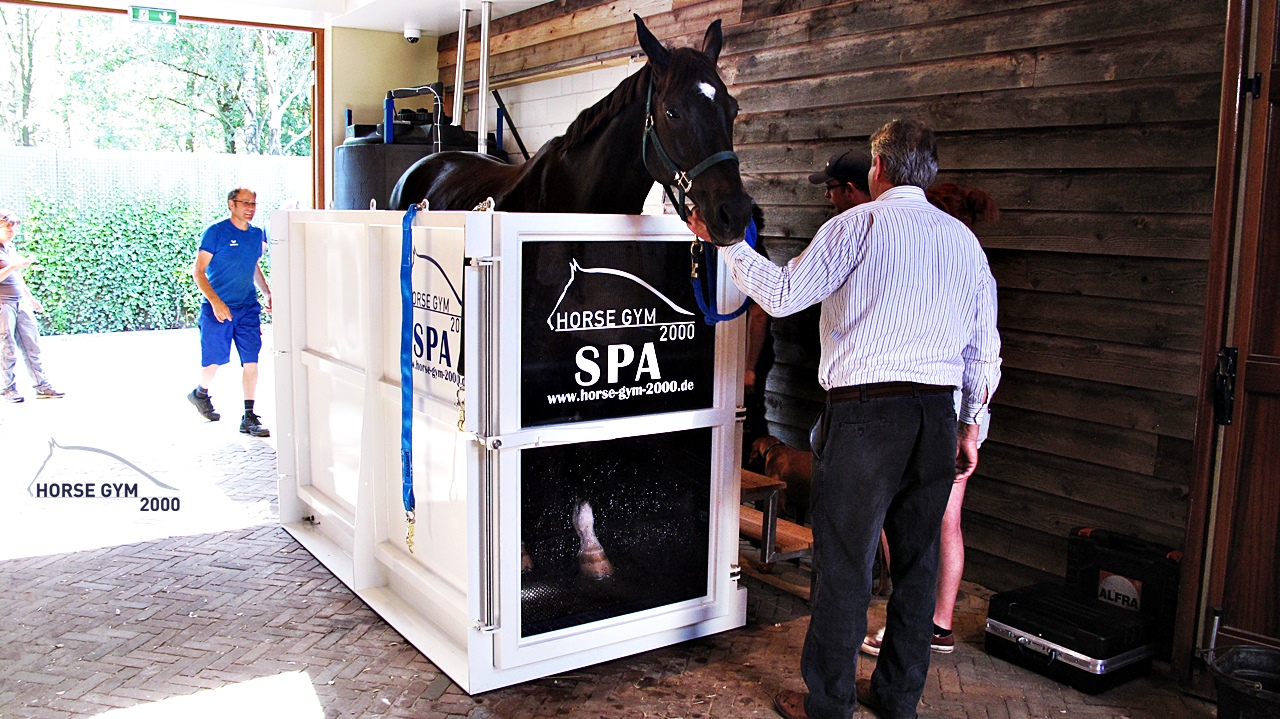 Horse Gym Spa Treadmill With People