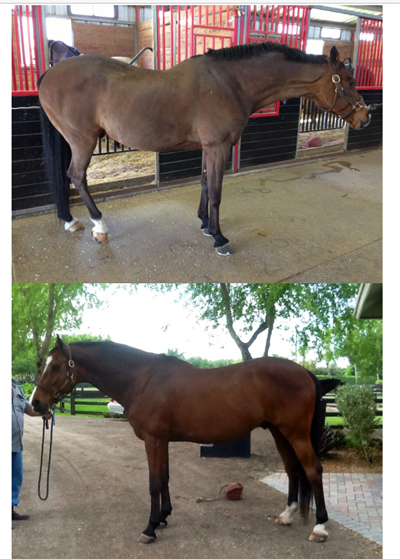 horse gym 2000 before and after